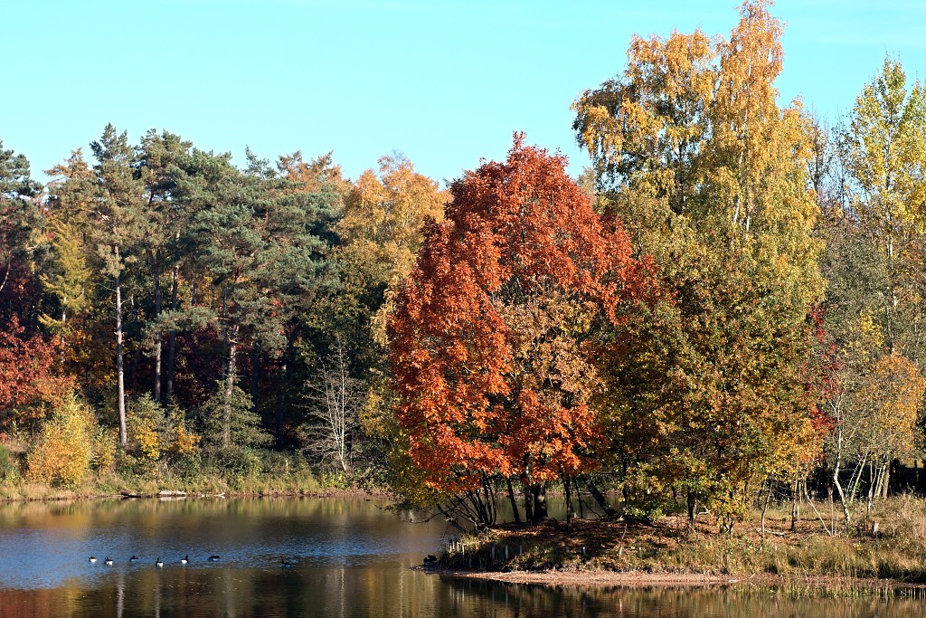 lente zomer herfst winter seizoen seizoenen voorjaar najaar hdr paddenstoelen bladeren mist regen sneeuw